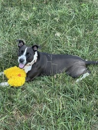 Sadie - Photo 3