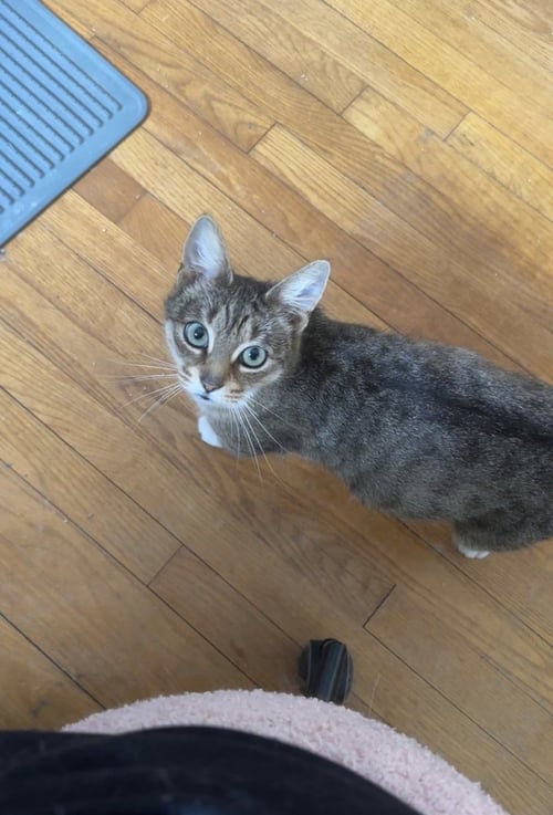 ELSA - Domestic Short Hair available for adoption