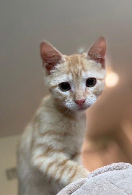 WALLY - Domestic Short Hair available for adoption