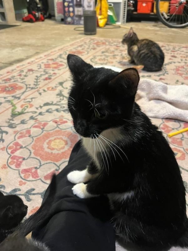 JELLY BEAN - Domestic Short Hair available for adoption