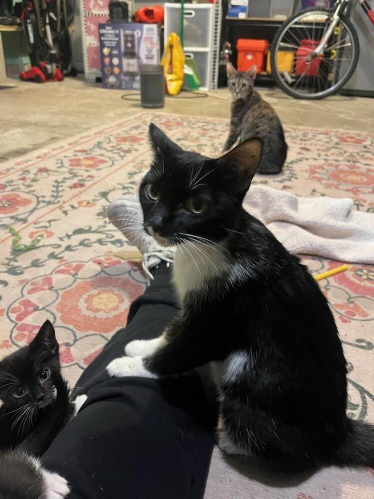 JELLY BEAN - Domestic Short Hair available for adoption