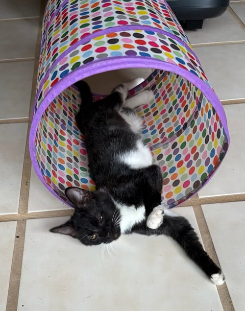 TINKERBELL - Domestic Short Hair available for adoption