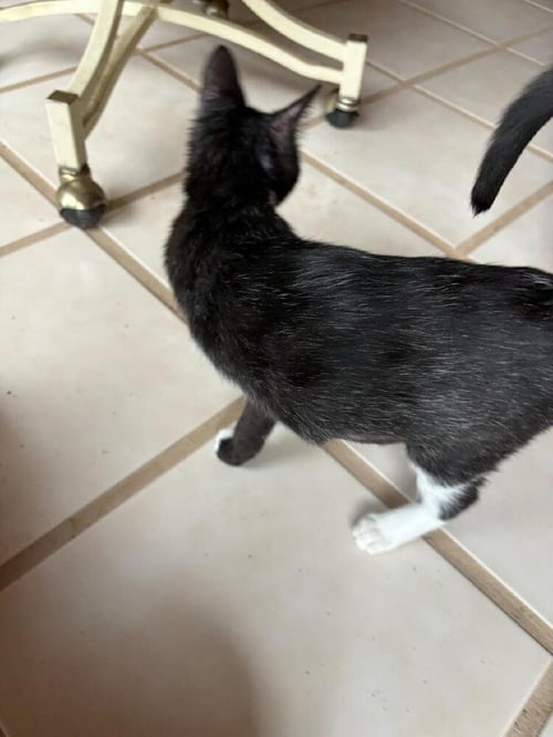 TINKERBELL - Domestic Short Hair available for adoption