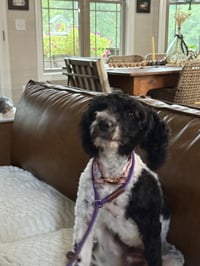 Lulu - Photo 4