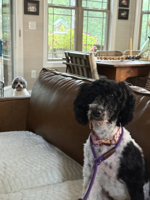 LULU - Poodle (Miniature) available for adoption