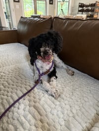 Lulu - Photo 3