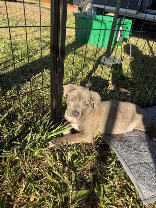COGSWORTH - French Bulldog available for adoption