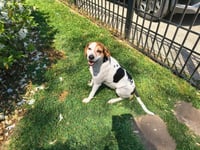 Lenny - Photo 3