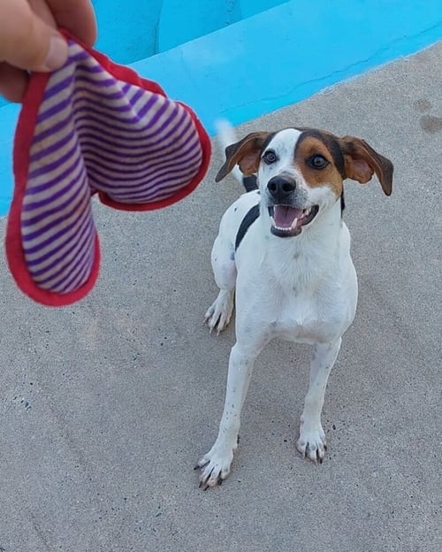 LENNY - Hound available for adoption