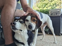 Lenny - Photo 4