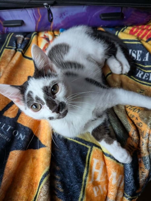 CLARABELLE - Domestic Short Hair available for adoption