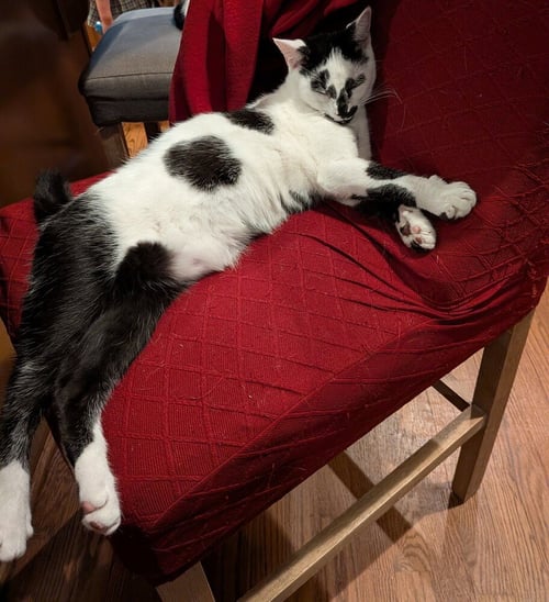 CLARABELLE - Domestic Short Hair available for adoption