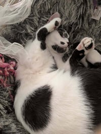 Clarabelle - Photo 2