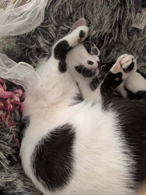 CLARABELLE - Domestic Short Hair available for adoption