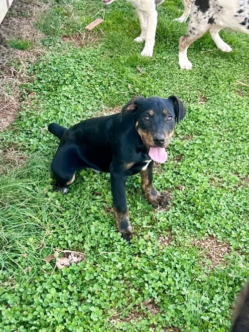 TONY - Cattle Dog available for adoption