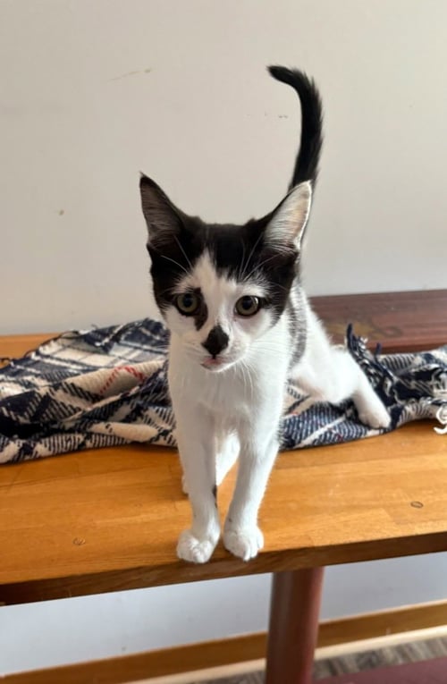 PETUNIA - Domestic Short Hair available for adoption