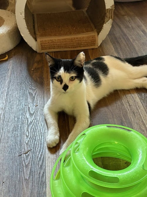 PETUNIA - Domestic Short Hair available for adoption