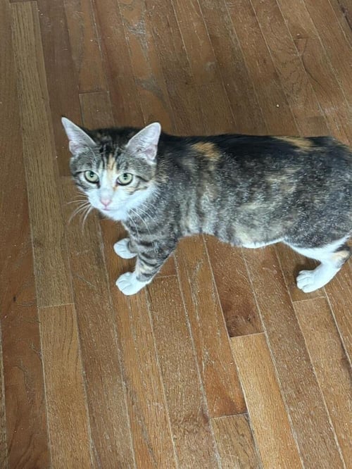ARYA - Domestic Short Hair for adoption in Charlotte
