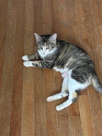 Arya - Photo 2