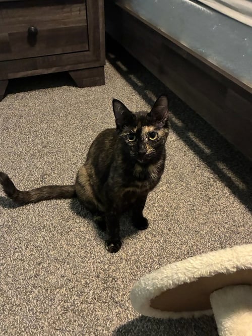 CLEO - Domestic Short Hair available for adoption