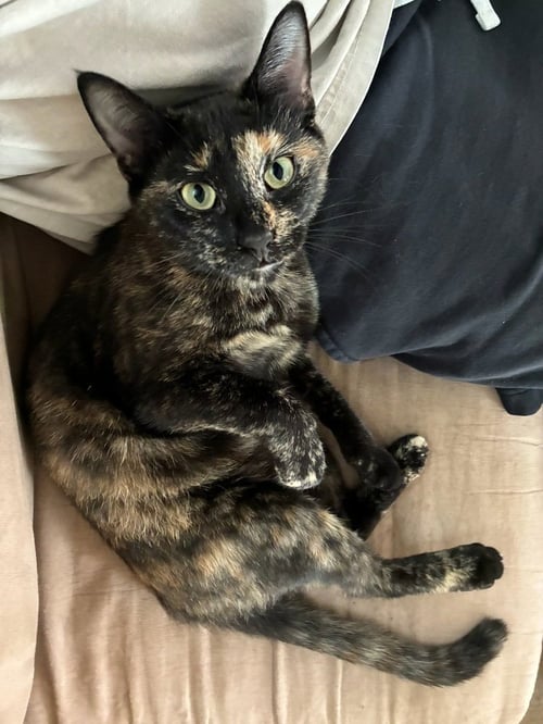 CLEO - Domestic Short Hair available for adoption