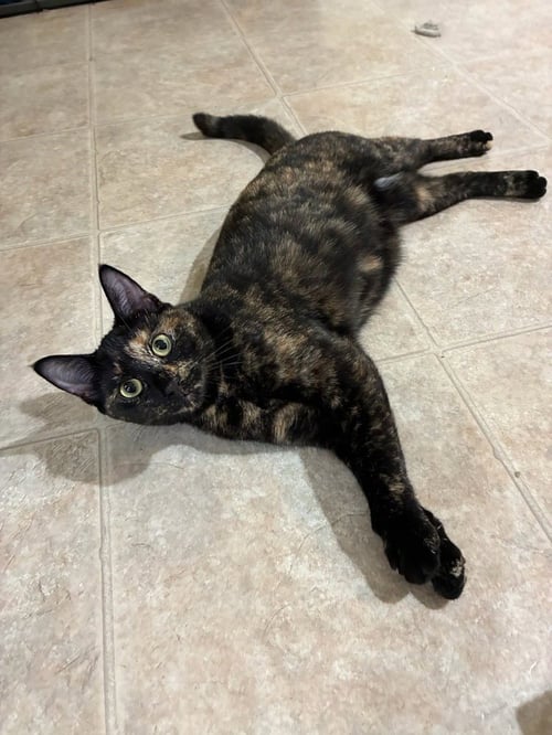 CLEO - Domestic Short Hair available for adoption
