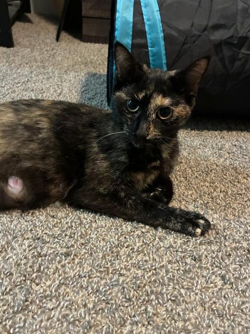 CLEO - Domestic Short Hair available for adoption