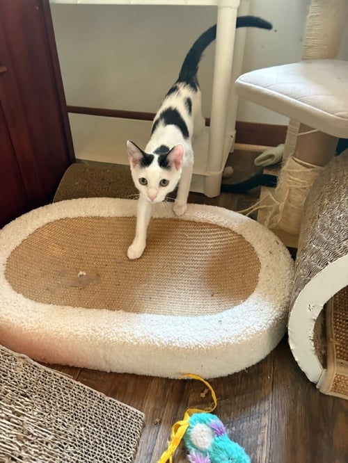 PEARL - Domestic Short Hair available for adoption
