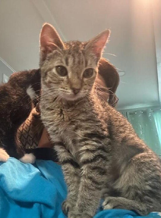 Mist Image
