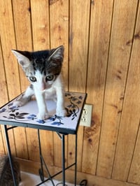 Chip - Photo 3