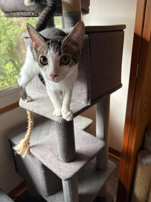 CHIP - Domestic Short Hair available for adoption