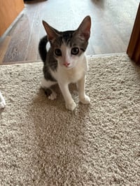 Chip - Photo 2