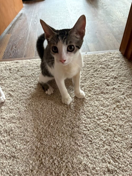 CHIP - Domestic Short Hair available for adoption