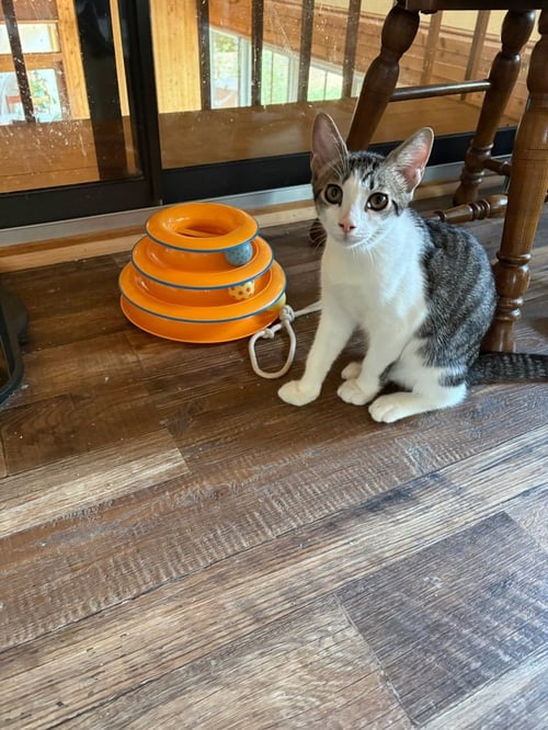 CHIP - Domestic Short Hair available for adoption