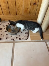 Chip - Photo 4