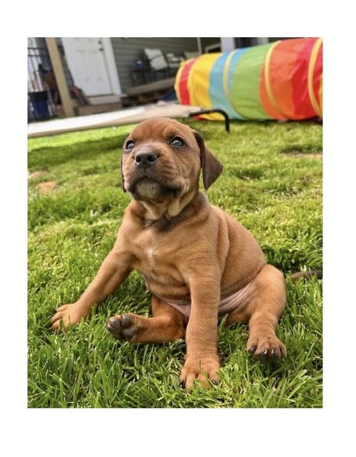 WILLIE - Terrier available for adoption