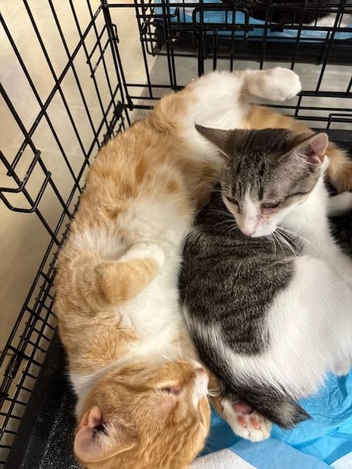 SPIRIT - Domestic Short Hair available for adoption