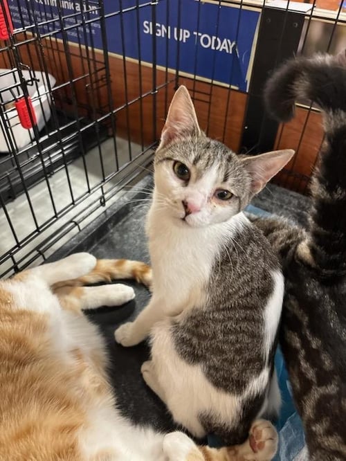 SPIRIT - Domestic Short Hair available for adoption