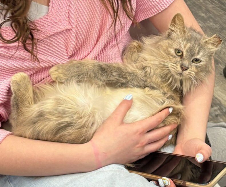 TATELYNN - Domestic Long Hair available for adoption