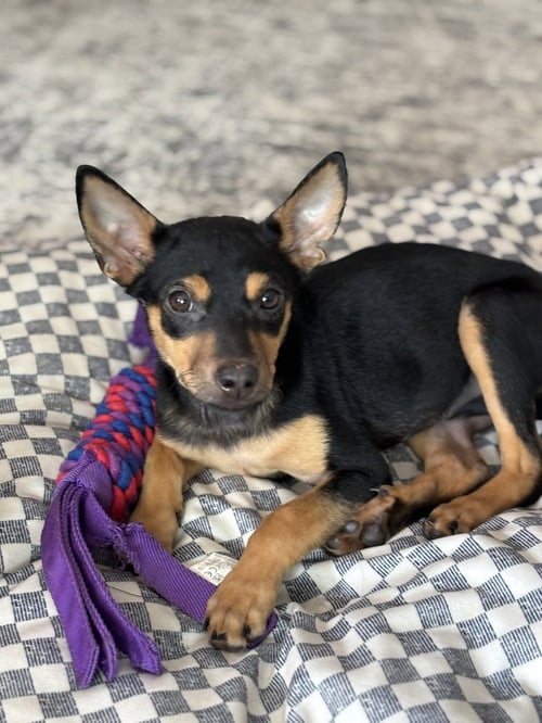 CHICKEN NUGGET - Miniature Pinscher available for adoption
