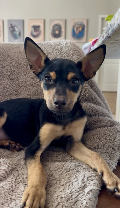 CHICKEN NUGGET - Miniature Pinscher available for adoption