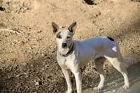 Ethel Mae - Photo 3
