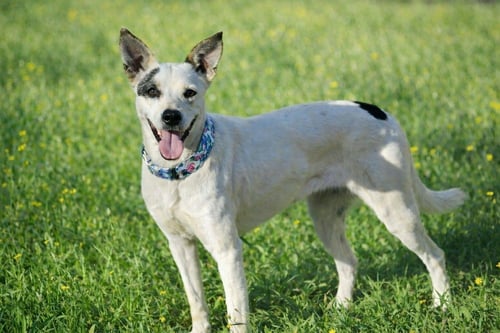 ETHEL MAE - Australian Cattle Dog/Blue Heeler available for adoption