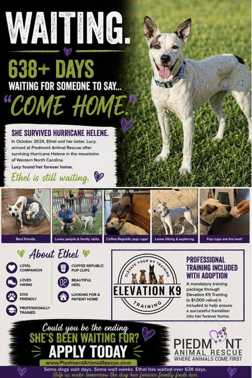 ETHEL MAE - Australian Cattle Dog/Blue Heeler available for adoption