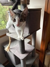 Chip - Photo 2