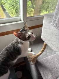 Chip - Photo 3