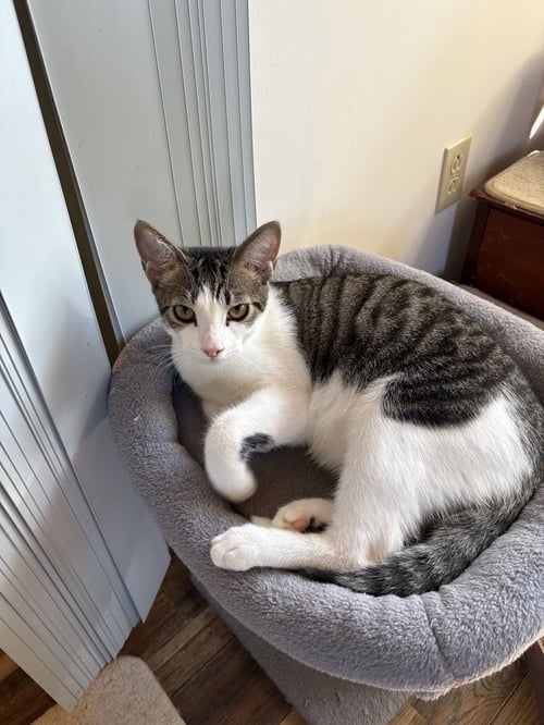 CHIP - Domestic Short Hair available for adoption