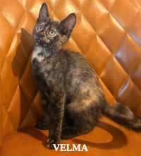 Velma - Photo 1