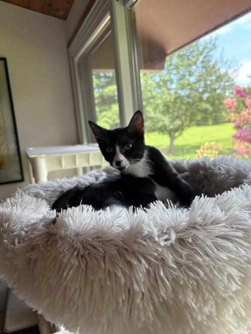 SHERLOCK - Domestic Short Hair available for adoption