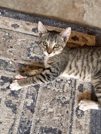 Luna - Photo 1
